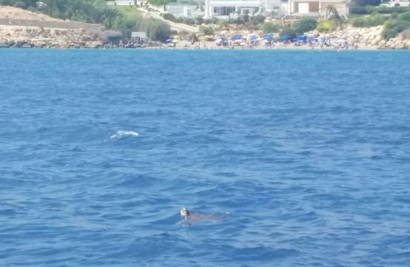 Dolphin Boat Safari Ayia Napa