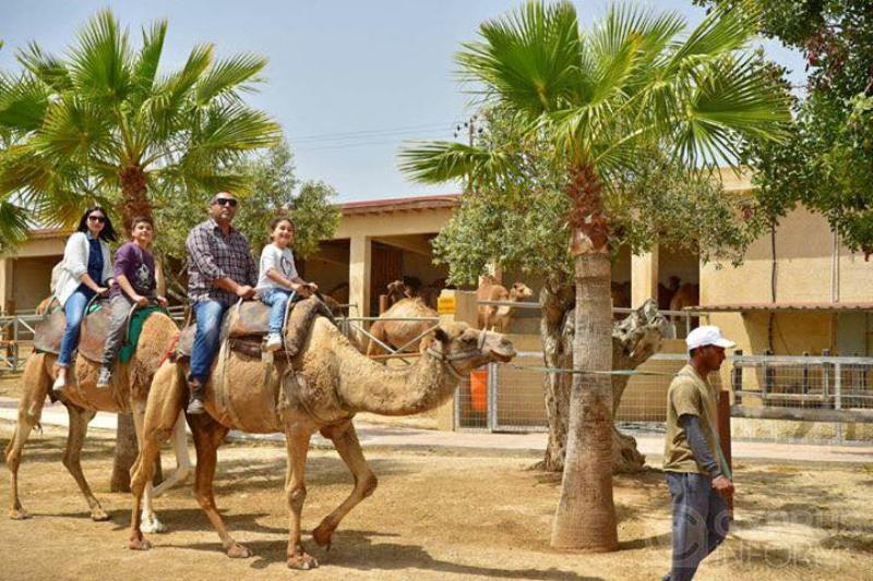 Larnaca Market and Camel Park Tour from Ayia Napa