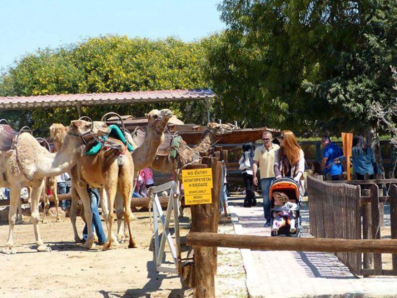 Lefkara Village, Donkey farm and Camel Park Tour from Ayia Napa