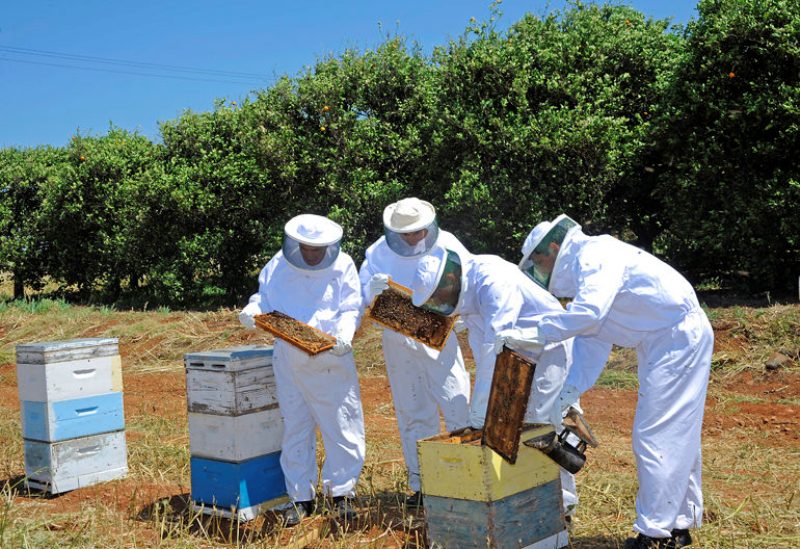The Honey Hunt Food Experiences Tour from Ayia Napa