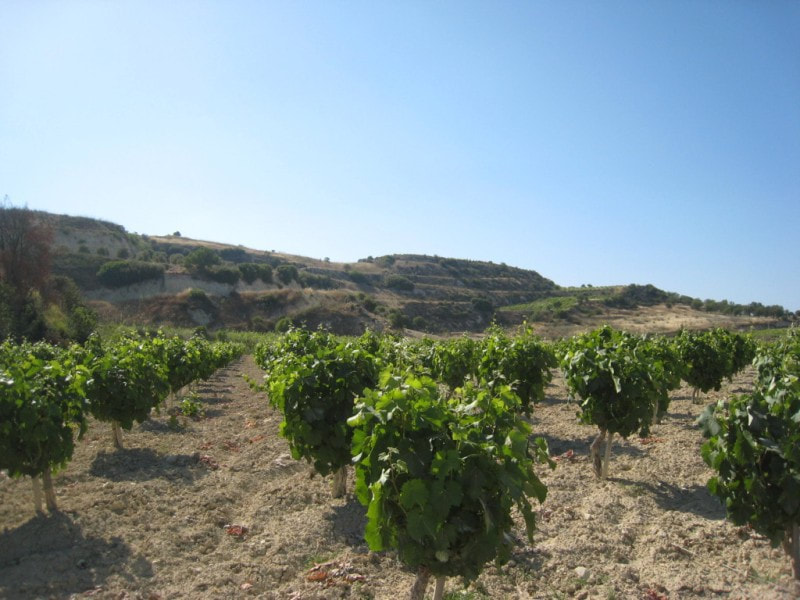 Village Venture food and wine tour from Ayia Napa