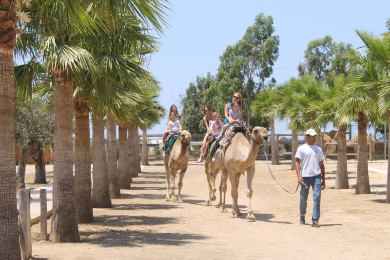 Larnaca Market and Camel Park Tour from Ayia Napa